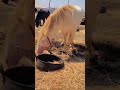 سعيد الخريبكي 2023 