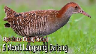 Mp3 suara burung sintar sawah cocok untuk mikat 5menit langsung datang