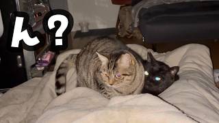 猫のお世話で終わった3日間だが…