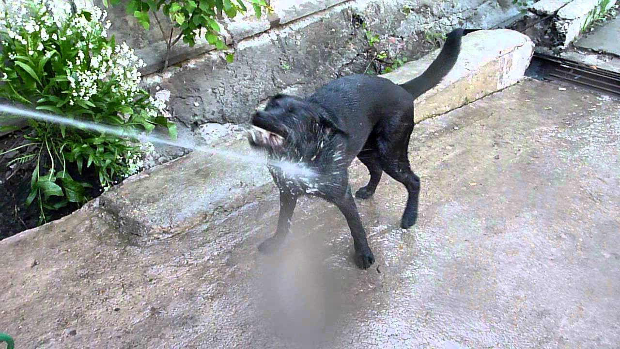 Собака прожить без воды. Собака пьет воду. Лабрадор пьет воду. Черная собака пьет воду прикол. #Кузя_из_Минвод собака.