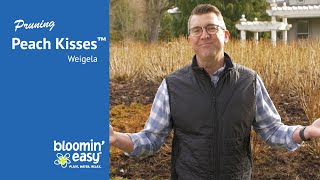 How To Prune Peach Kisses Weigela