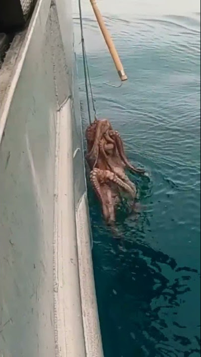 Smart Octopus gets away! 🧠 🐙 #fishtough #saltwaterfishing #fishing