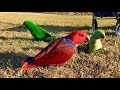 Cockatoo & Parrot Madness 2_4