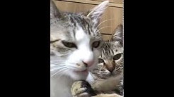 ぬこのこ Fast Youtube