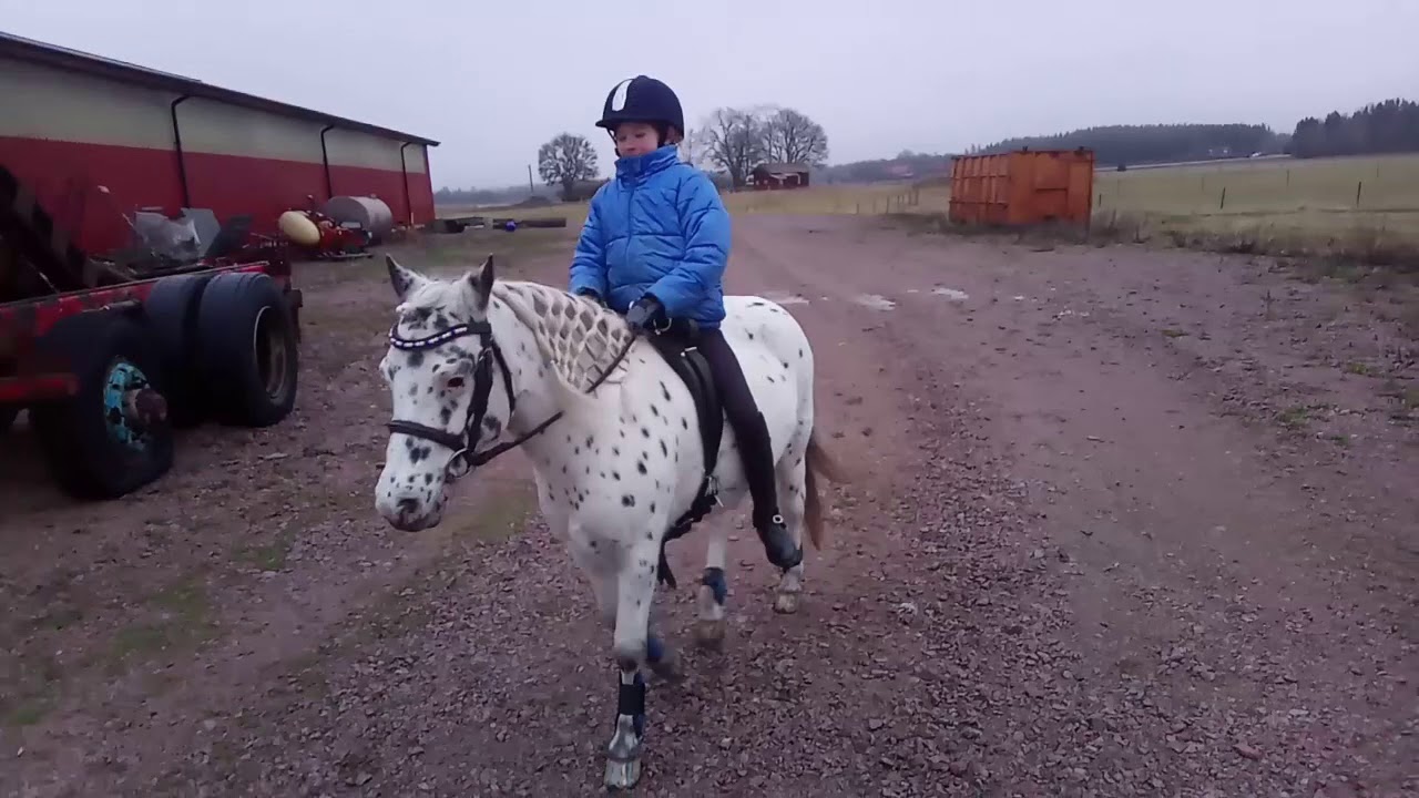 Vinterkurs Hoppdag // Wintercamp jumping British spotted pony