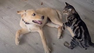 Puppy vs kitten MMA