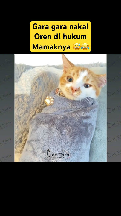 Hilarious! The cat was punished by his mother and instead pleaded😭 #cutecat #cat #funny #holdyour...