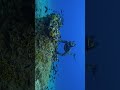 FREEDIVING IN THE SEA - Corals and fish 🪸🐟  #freedive #underwater #gopro #dive #salvimar #sea
