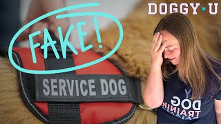 The TRUTH about FAKE SERVICE DOGS (and what to do about it) by DOGGY•U 9,731 views 6 months ago 11 minutes, 51 seconds