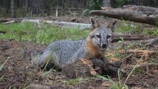 fox trap chicken coop