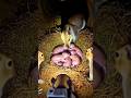 Gopher POV Inside a Hidden Underground Tunnel | Real Micro Cam Footage #shrots #animals