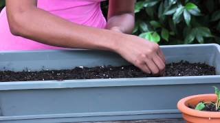 Spinach Germination : Garden Seed Starting