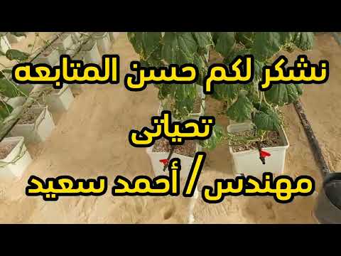 الفرق بين الزراعه المائيه فى الحجر البركانى والكنكرى كوسط زراعى نتيجة التجربه الجزء الثانى