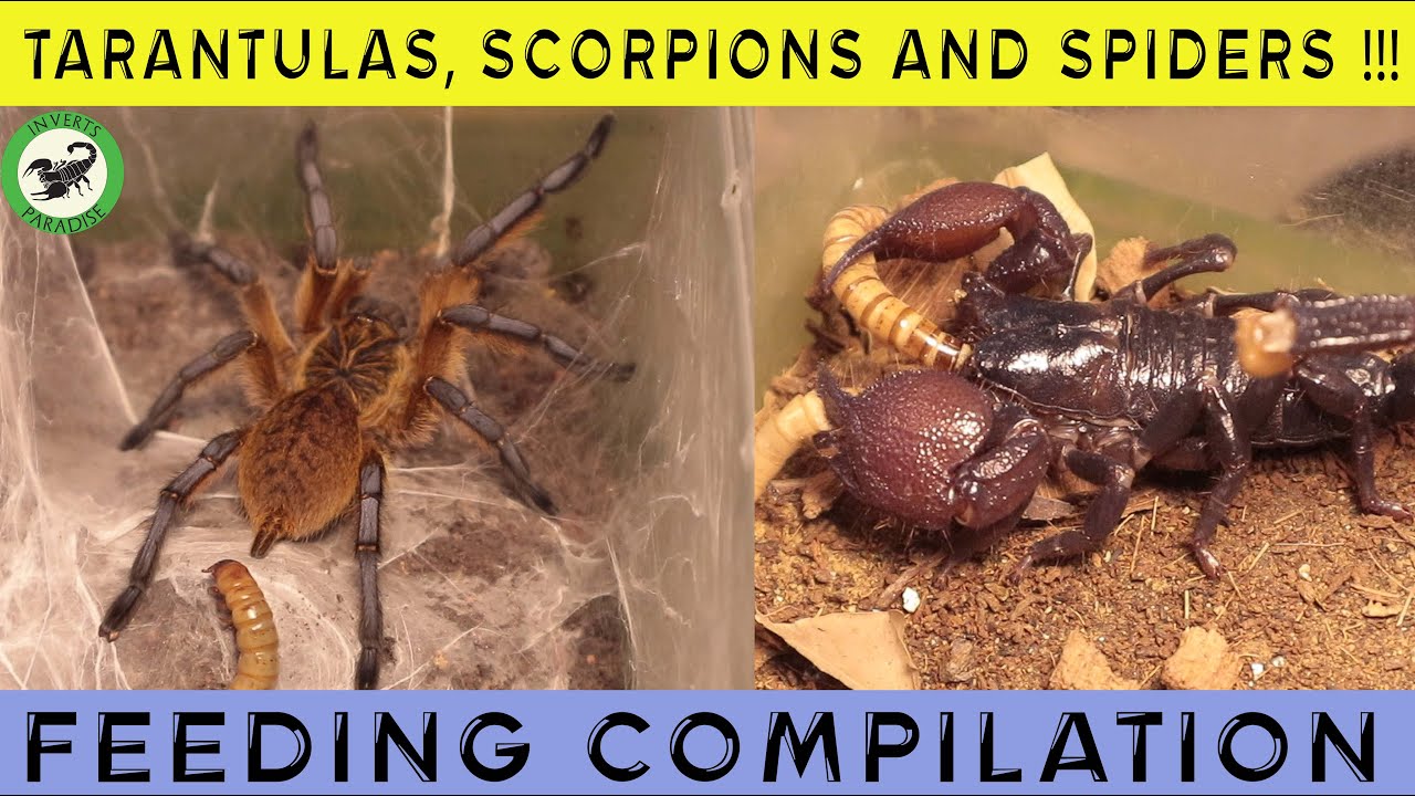 Tarantulas, Scorpions and Spiders feeding. Inverts feeding No.11