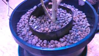 Perfect Sun Goliath over Pineapple Express Day 51