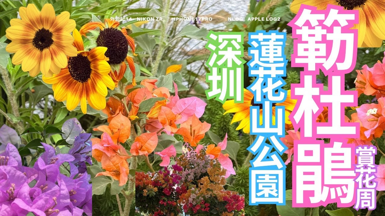 蓮花 11月深圳蓮花山公園簕杜鵑花海！咖啡節×登山賞花半日遊｜人潮實錄