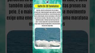 BALEIA de 30 TONELADAS SALTA? 😳🐋 O IMPACTO que ECOA no OCEANO!