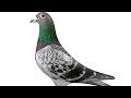 Safeer khan ke beautiful pigeon ands 