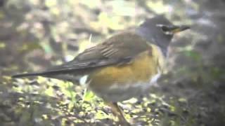 Copy of Pale Thrush and Eyebrowed Thrush