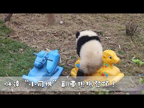 《當熊不讓》胖達“小司機”翻車現場登頂！ | iPanda