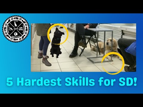 Video: What Qualities Should A Service Dog Have?