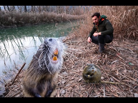 Video: Dove vive la nutria?