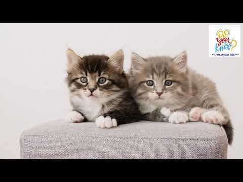 Video: Naozaj mačky mňaukajú?