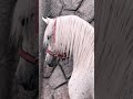 قول امين اكسبلور خيل Horse ترند الخيل لايك Shortvideo الجمعة يوم الجمعة 