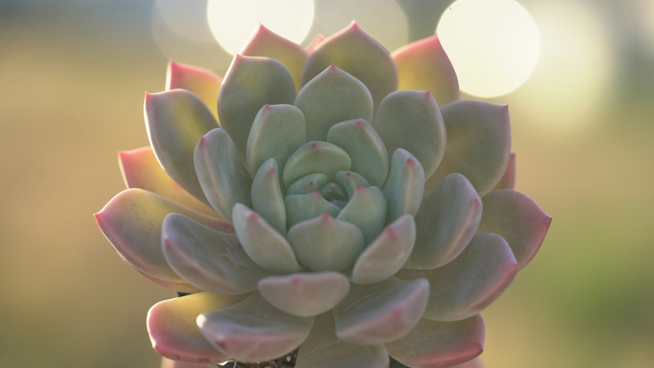 611 [Recommended Succulent] Soft and tender plump pink. Durable