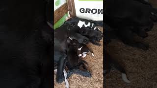 My dog lucky feeding her 8 puppies of 12 days old