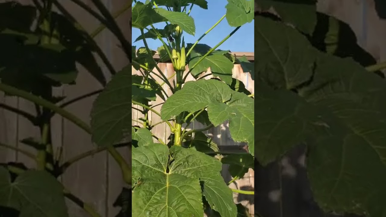 A tour of my Okra plants Growing Okras Lady finger aka bhindi