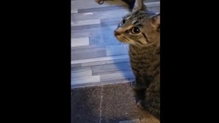 Cat Went Crazy Over Laser Light