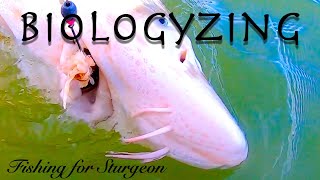 Biologyzing While Fishing For Sturgeon