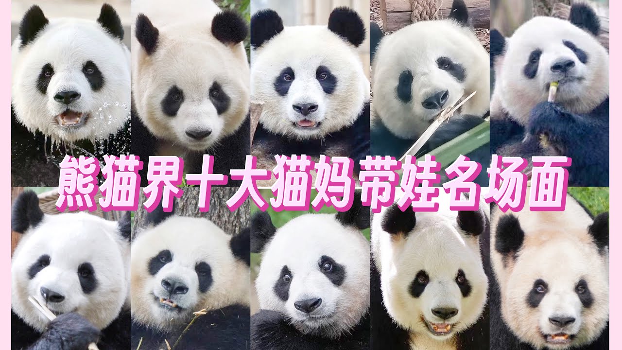 熊猫界十大猫妈带娃名场面～片尾有彩蛋哦！