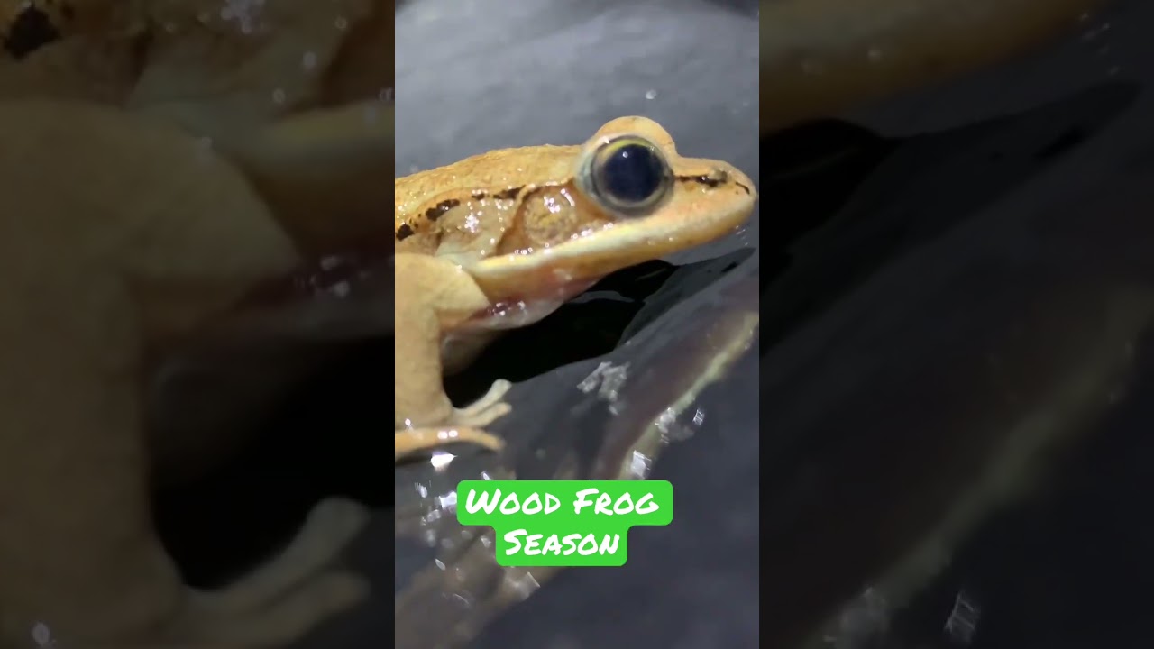 Frog Week 2023 Shorts
