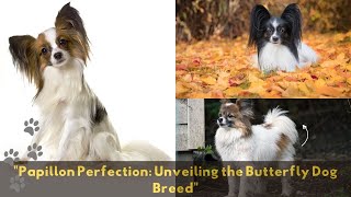 'Papillon Dog 101|  Unleashing Cuteness Overload and MustKnow Tips for Pet Parents!' #papillondog