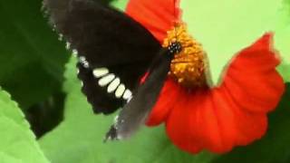 Butterfly.wmv