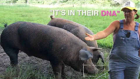 What It's Like Raising Pigs In The Forest