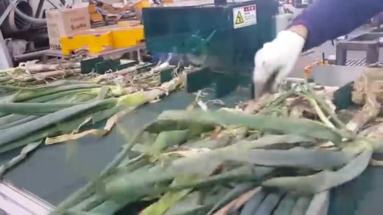 Spring Onion Roots Cutting Machine YouTube Spring Onion Roots Cutting Machine YouTube