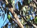 Periquitos Australianos ( Budgies, compilation of its wildlife)