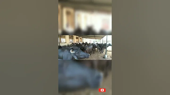 veterinary student life✌🩺 ❤ veterinary college jabalpur #vet#collegelife @vet vidya👩‍⚕️#ndvsu#shorts