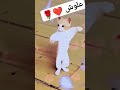علوش الاكتر طلبا علوش مصر علوش Foryou Funny Cat Shorts Short 