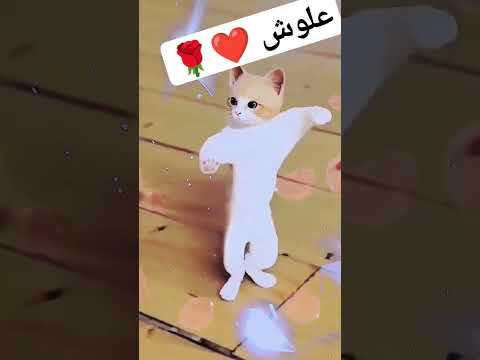 علوش الاكتر طلبا علوش مصر علوش     