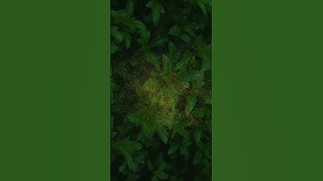 Watch as a mesmerizing particle effect brings a flower to life | Particle Effect | Davinci Resolve