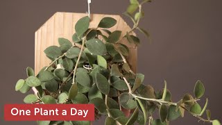 Hoya nummularioides Houseplant Care — 151 of 365