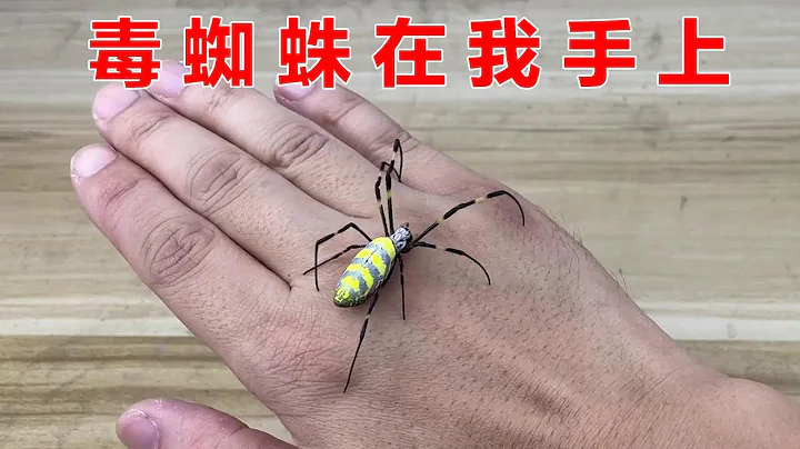 太可怕了！一只“毒”蜘蛛爬到了我的手上！ 【歪点子实验室】 - 天天要闻