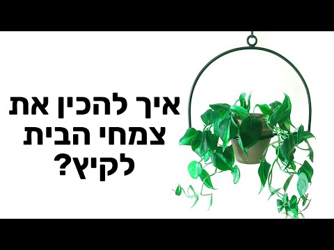 טיפים מנצחים לגידול צמחים: איך להכין את צמחי הבית לקיץ?