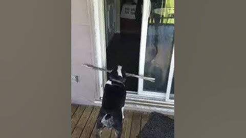 Dog Needs a Wider Door || ViralHog