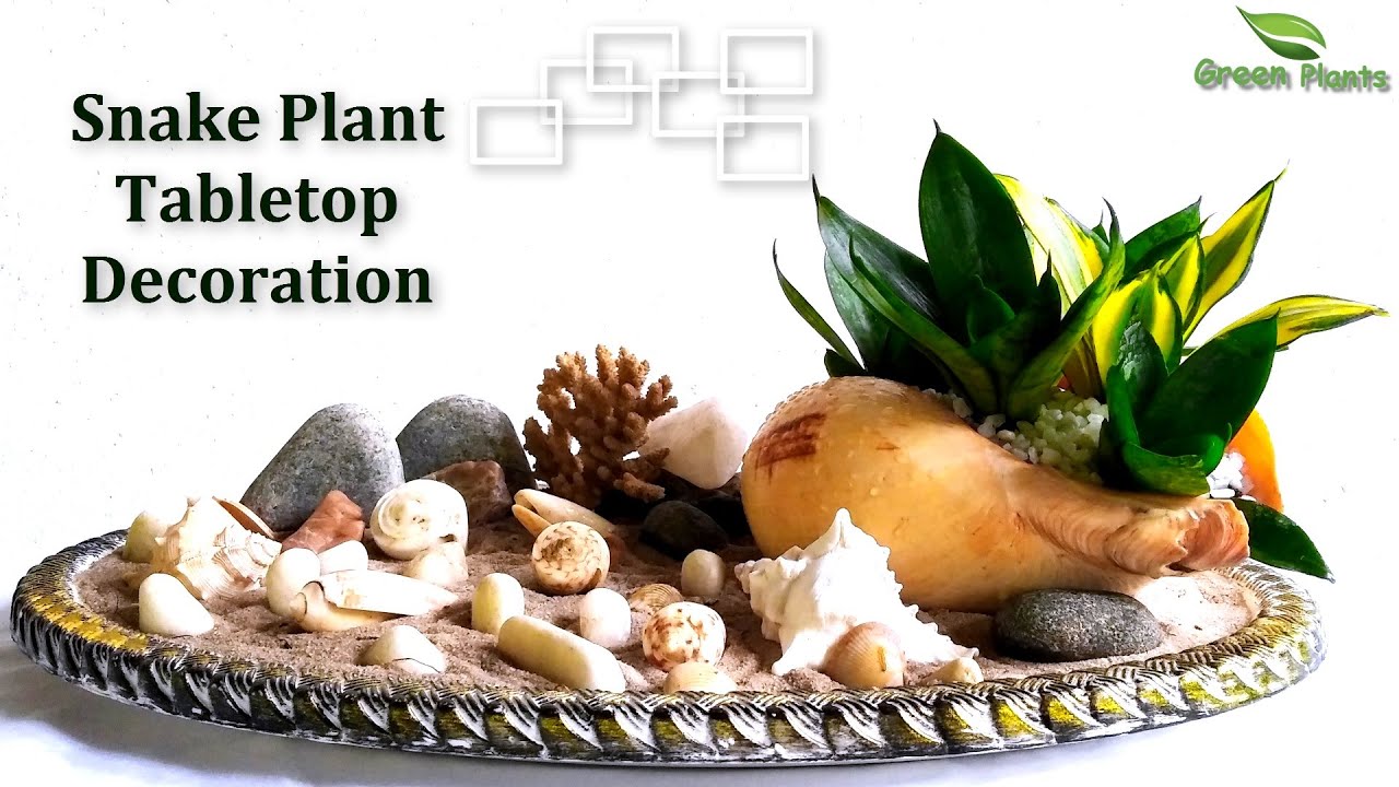 Snake plants Home Decoration | Snake plants Indoor Decoration | Snake