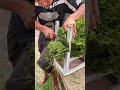 Clamp on stool &amp; chop! Trimming roots so neat